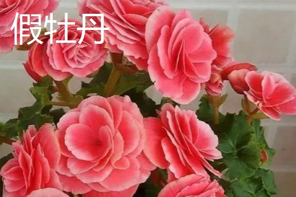 真假牡丹花有什么区别，枝干、根系、香味等方面都不同