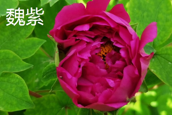 真假牡丹花有什么区别，枝干、根系、香味等方面都不同