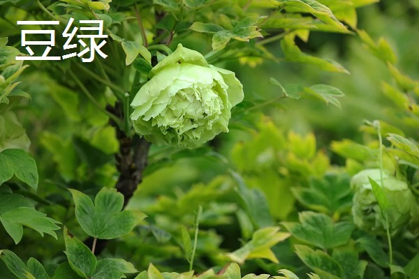 真假牡丹花有什么区别，枝干、根系、香味等方面都不同