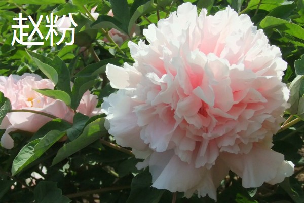 真假牡丹花有什么区别，枝干、根系、香味等方面都不同