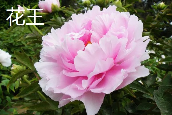 真假牡丹花有什么区别，枝干、根系、香味等方面都不同