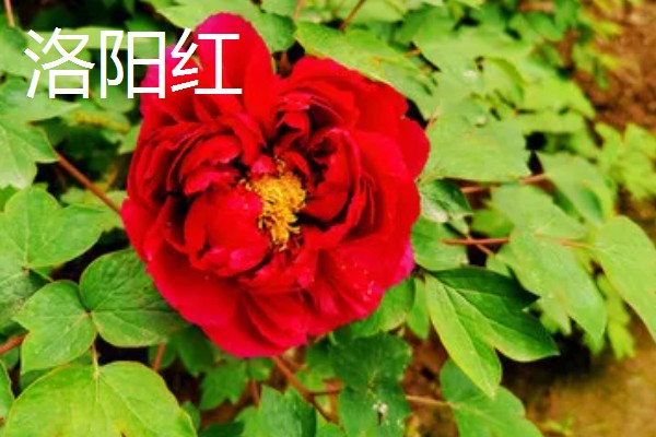 真假牡丹花有什么区别，枝干、根系、香味等方面都不同