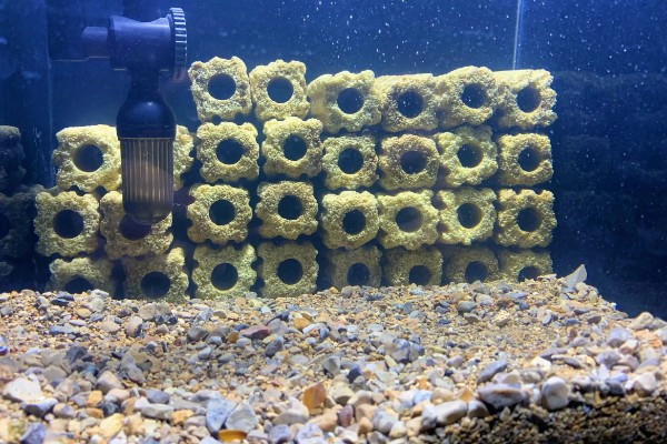 细菌屋能否不换，轻易更换会破坏水体的生态系统