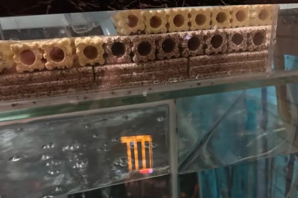 细菌屋能否不换，轻易更换会破坏水体的生态系统