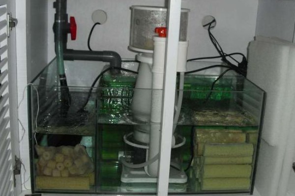 细菌屋能否不换，轻易更换会破坏水体的生态系统