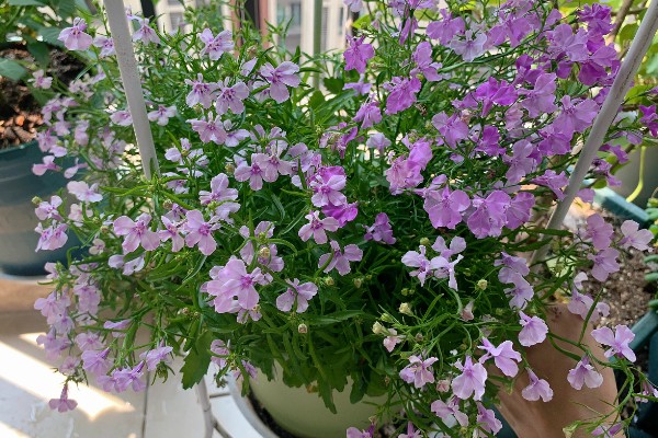 六倍利的养殖方法，生长期间提供充足散射光