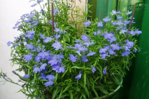 六倍利的养殖方法，生长期间提供充足散射光