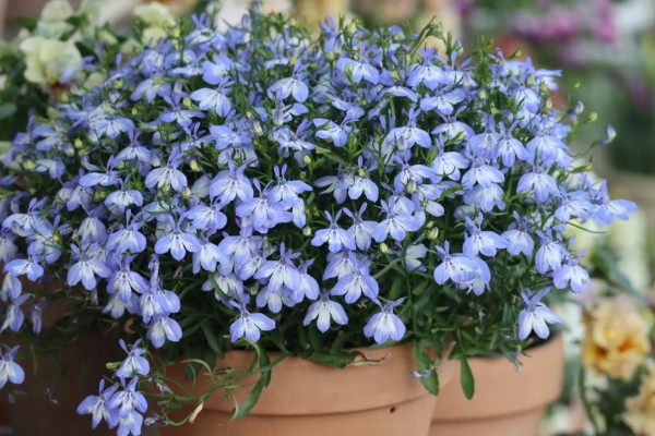 六倍利的养殖方法，生长期间提供充足散射光