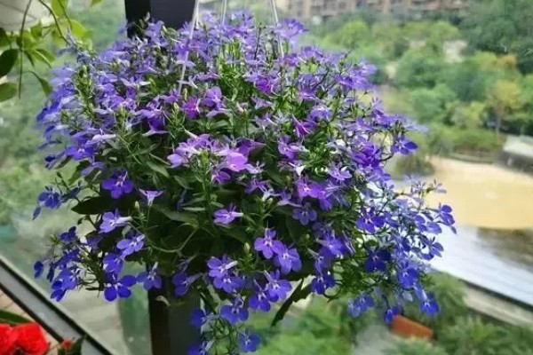 六倍利的养殖方法，生长期间提供充足散射光