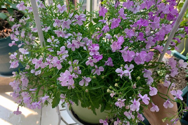 六倍利的养殖方法，生长期间提供充足散射光