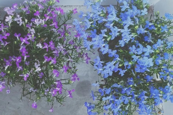 六倍利的养殖方法，生长期间提供充足散射光