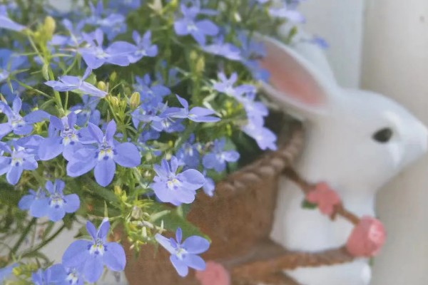 六倍利的养殖方法，生长期间提供充足散射光