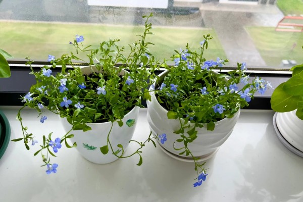 六倍利的养殖方法，生长期间提供充足散射光