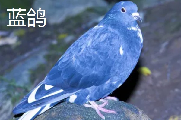 鸽子有哪些生活习性，有嗜盐的习性