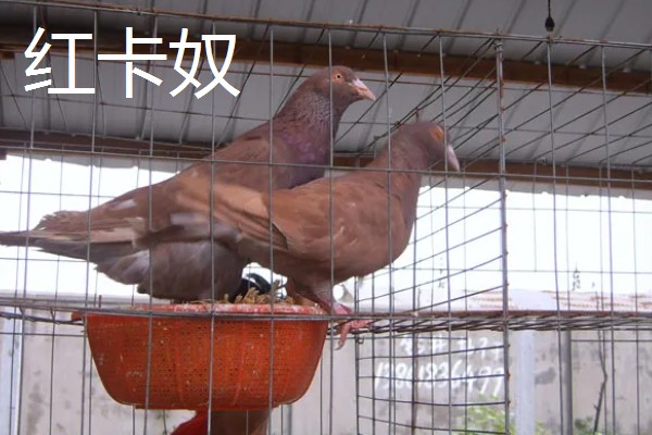 鸽子有哪些生活习性，有嗜盐的习性