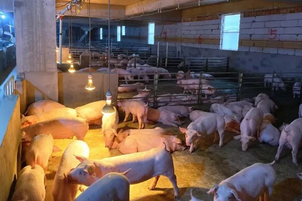 母猪蹄裂站不起来如何治疗，可以用高锰酸钾溶液冲洗