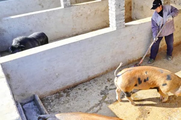 母猪蹄裂站不起来如何治疗，可以用高锰酸钾溶液冲洗