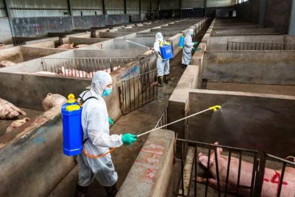 母猪蹄裂站不起来如何治疗，可以用高锰酸钾溶液冲洗