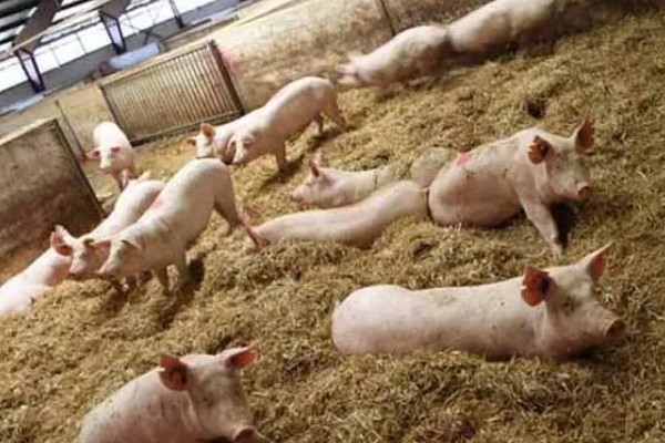 母猪蹄裂站不起来如何治疗，可以用高锰酸钾溶液冲洗