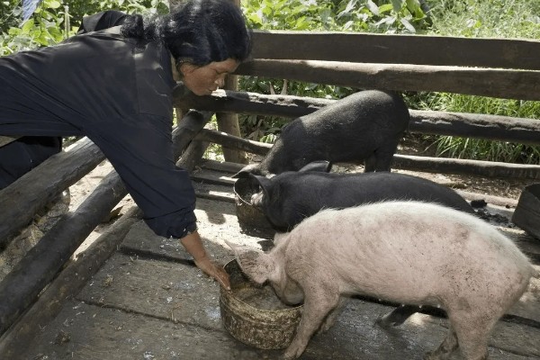 母猪蹄裂站不起来如何治疗，可以用高锰酸钾溶液冲洗