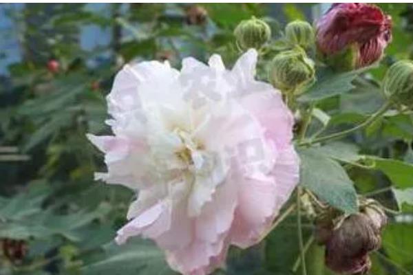 芙蓉花长种球后如何养护，剪切下来重新种植可形成新株