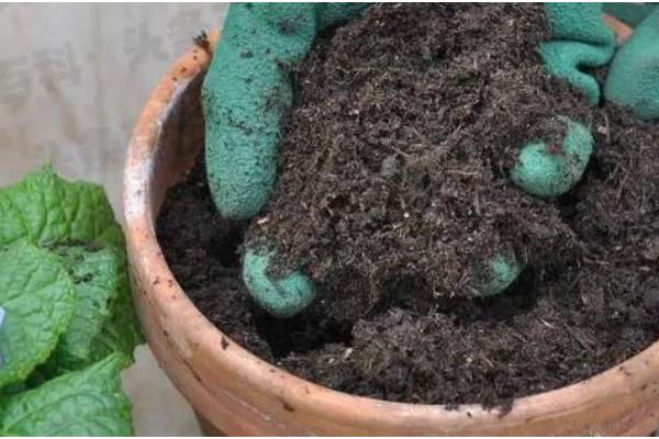 芙蓉花长种球后如何养护，剪切下来重新种植可形成新株