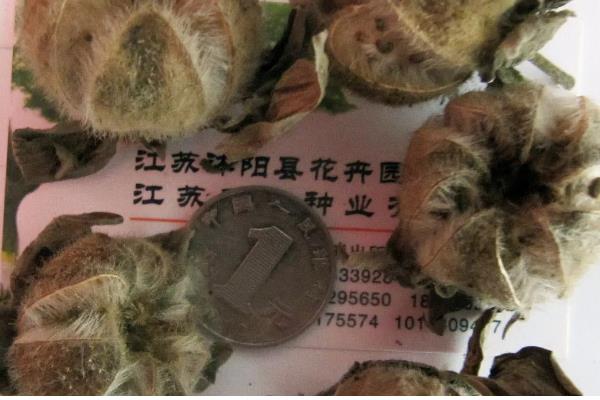 芙蓉花长种球后如何养护，剪切下来重新种植可形成新株