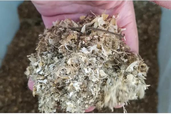 芙蓉花长种球后如何养护，剪切下来重新种植可形成新株