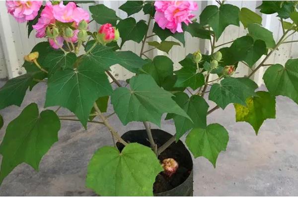 芙蓉花长种球后如何养护，剪切下来重新种植可形成新株