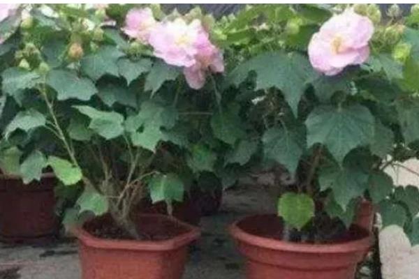 芙蓉花长种球后如何养护，剪切下来重新种植可形成新株