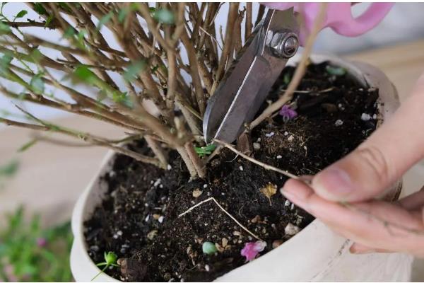 芙蓉花长种球后如何养护，剪切下来重新种植可形成新株