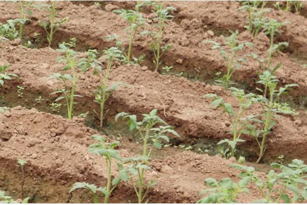 番茄苗可以多次分苗吗，不宜进行多次分苗