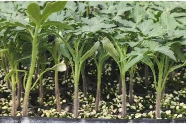 番茄苗可以多次分苗吗，不宜进行多次分苗