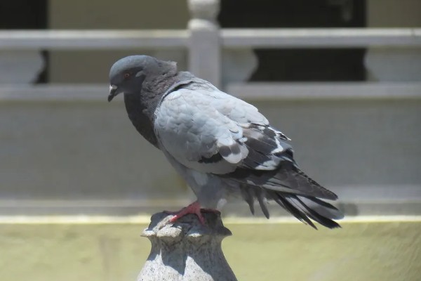 鸽子有哪些生活习性，有嗜盐的习性