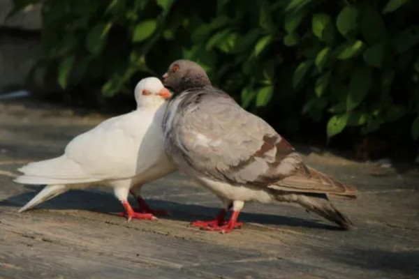 鸽子有哪些生活习性，有嗜盐的习性