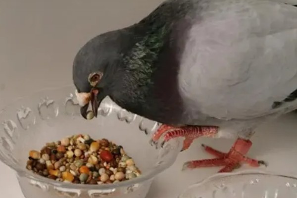 鸽子有哪些生活习性，有嗜盐的习性