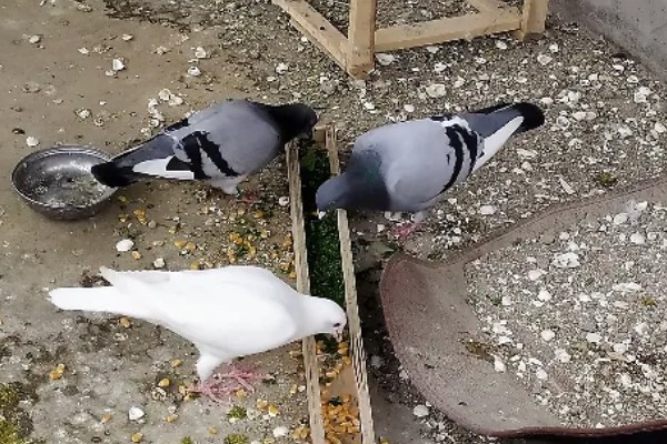 鸽子有哪些生活习性，有嗜盐的习性