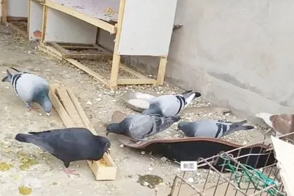 鸽子有哪些生活习性，有嗜盐的习性