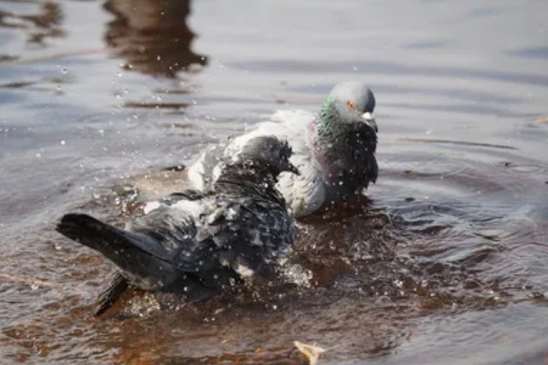 鸽子有哪些生活习性，有嗜盐的习性