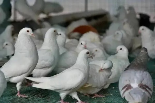 鸽子有哪些生活习性，有嗜盐的习性