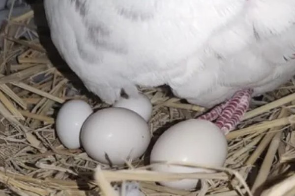 鸽子有哪些生活习性，有嗜盐的习性