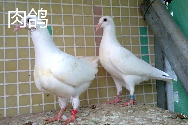 鸽子有哪些生活习性，有嗜盐的习性