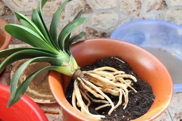 君子兰的换土时间，以春秋季节为宜