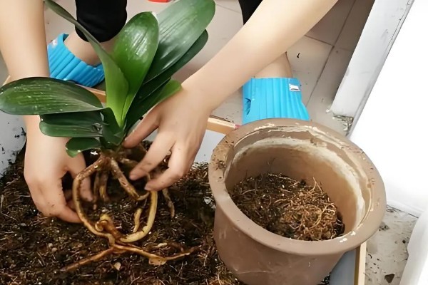 君子兰的换土时间，以春秋季节为宜