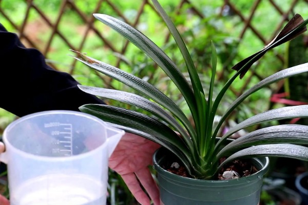 君子兰的换土时间，以春秋季节为宜