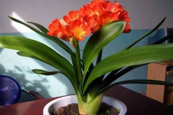 君子兰的换土时间，以春秋季节为宜