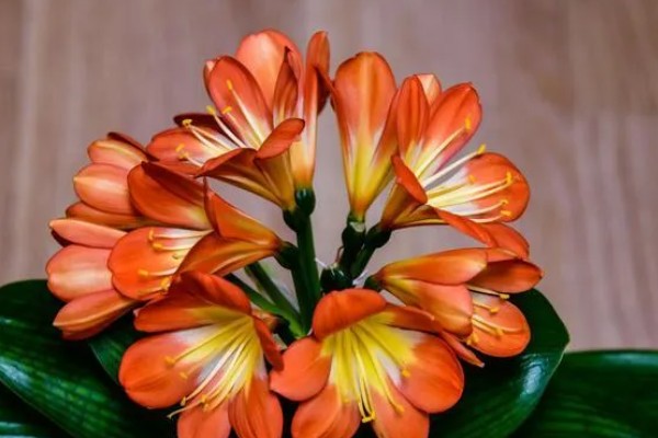 君子兰的换土时间，以春秋季节为宜