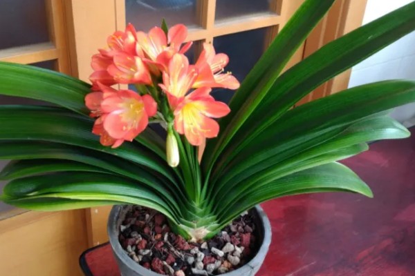 君子兰的换土时间，以春秋季节为宜