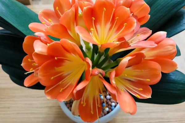 君子兰的换土时间，以春秋季节为宜