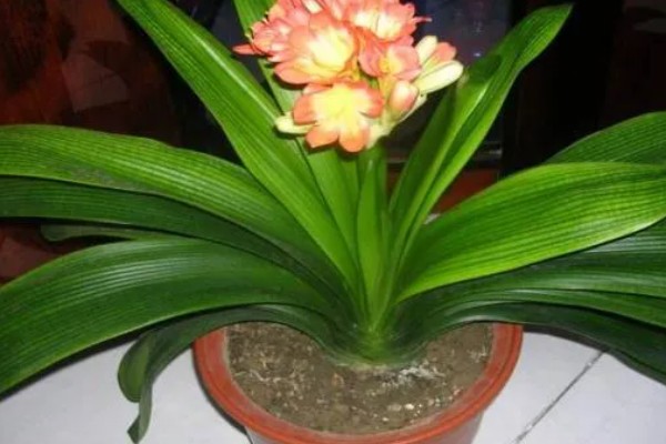 君子兰的换土时间，以春秋季节为宜